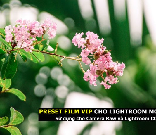 Preset màu film siêu đẹp cho Lightroom Mobile, Camera Raw, Lightroom