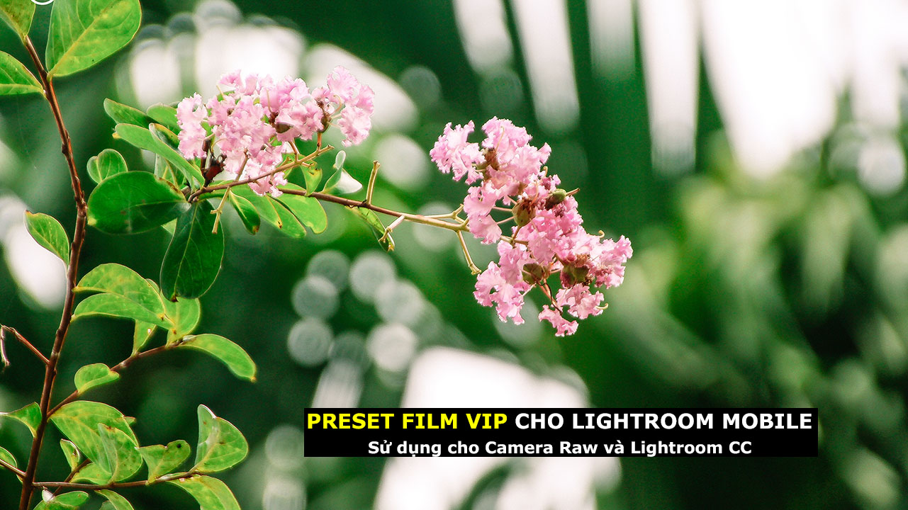 Preset màu film siêu đẹp cho Lightroom Mobile, Camera Raw, Lightroom |  Dương Cường Camera